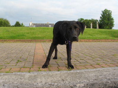 Black Dog