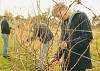 pruning