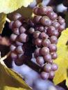 pinot gris