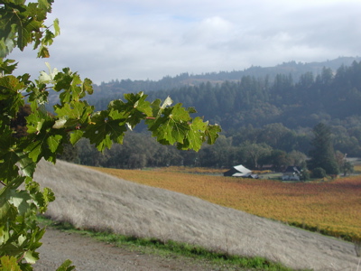 alexander valley wine country / farm scene