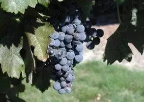 Grapes on a vine in a vineyard await a weekend in Sonoma Valley as a sommelier.