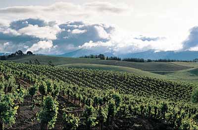 Heard It Through The Grapevine :: 5 Brands Return to California Roots