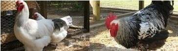 Two premium chickens in a cage.
