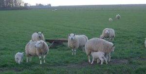 expensive-sheep expensive-sheep