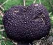 A close-up of a black truffle resting on grass, showing its rough, textured surface—perfect for a birthday countdown centerpiece or B-day celebration spread.