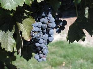 French Cuisine Classes in Provence :: Vista D’Oro Farms, B.C.