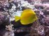 A bright yellow fish swims near coral in an aquarium with a rocky background, bringing vibrant life to the scene and making it clear that here, only beauty—not legends of those who “sleep with the fishes”—resides.