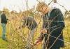 pruning