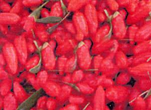 Berry, Berry Good Antioxidant & Miracle Food: The Goji Berry