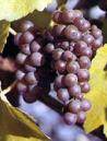 pinot gris