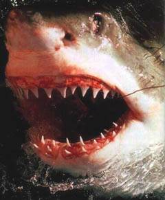 An Offer With Teeth: Shark Cage Diving & The Lodge At Tiburon, CA