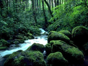 jungles-of-africa