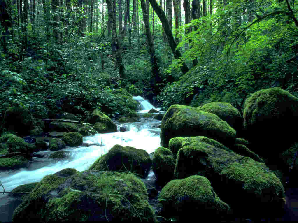 Moss covered rocks in the jungle forest.