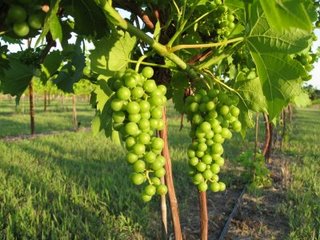 Wicked Witch, Winds or Wines :: Kansas