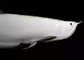 A white fish with a black background in an aquarium.