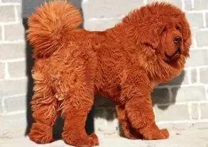 A red Tibetan chow dog standing in front of a brick wall, worth $1.5 million.