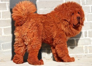 red-tibetan-mastiff red-tibetan-mastiff