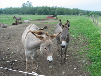 Quebec’s Tantalizing Eastern Townships: A New Delicacy At Every Turn. part 3