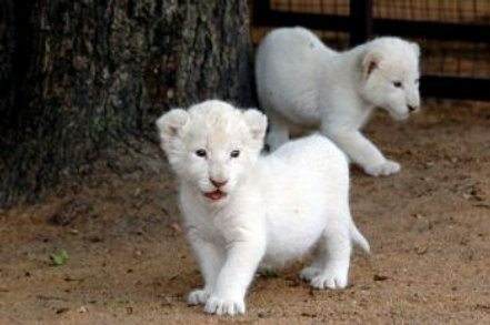 Expensive Pets walking in a zoo enclosure.